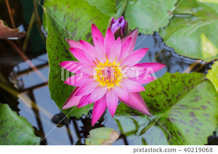 Pink lotus flower or water lily flowers. 40219068