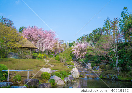 京都的花園和櫻花 照片素材 圖片 圖庫