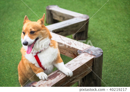 Welsh Corgi Pembroke dog Welsh Corgi Pembroke dog 40219217