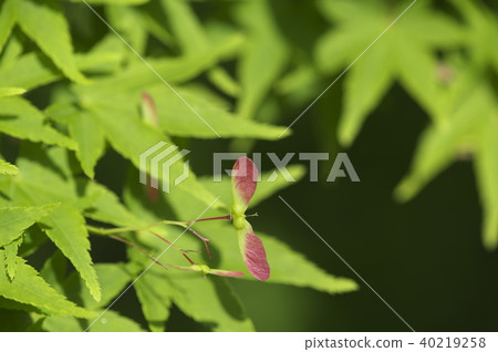 Fresh green of Momiji Fresh green of Momiji 40219258