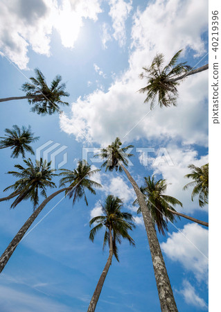 Coconut palm tree 40219396