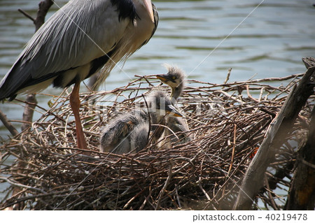 Chickpa's chick Chickpa's chick 40219478