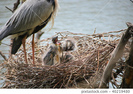 Chickpa的小妞 40219480