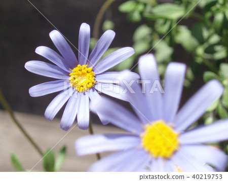 Blue Daisy Blue Daisy 40219753