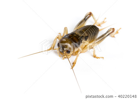 Image of cricket on white background., Insects. Image of cricket on white background., Insects. 40220148