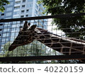 City giraffe 40220159