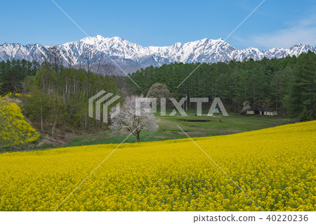 Spring Zhongshan Plateau 40220236