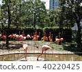 Flamingo  40220425