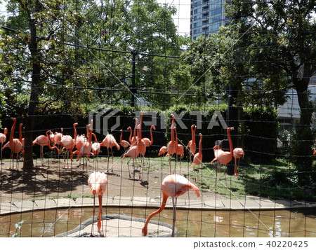 Flamingo  40220425