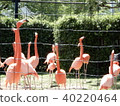 Flamingo  40220464