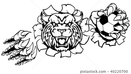 Wildcat Holding Soccer Ball Breaking Background 40220700