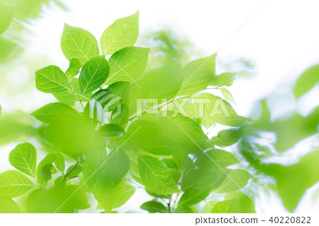 Fresh green eco image Fresh green eco image 40220822