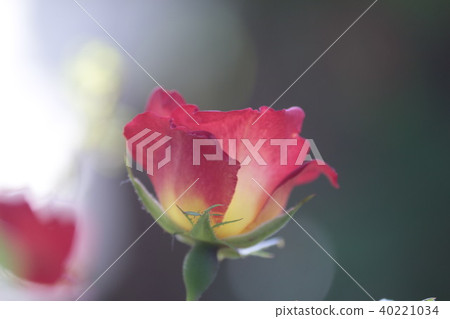 Rose cocktail Rose cocktail 40221034