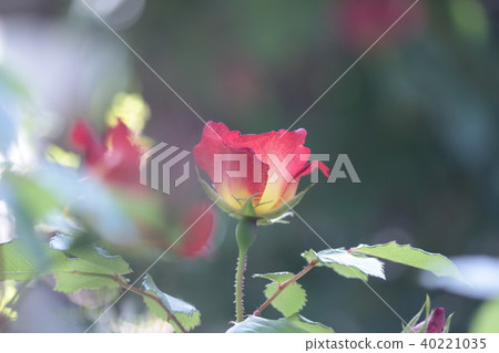 Rose cocktail 40221035