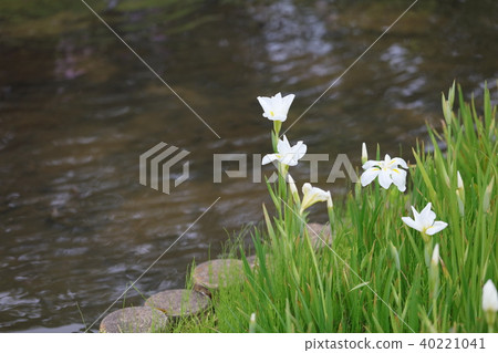 Flower Shobu Ayame Gion Flower Shobu Ayame Gion 40221041