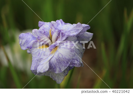 Flower Shobu Ayame Early Summer Flower Japanese Flower Flower Shobu Ayame Early Summer Flower Japanese Flower 40221042