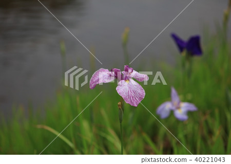 Flower Shobu Ayame Gion Flower Shobu Ayame Gion 40221043