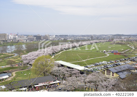 櫻花樹2018年在展覽區 櫻花樹2018年在展覽區 40222169