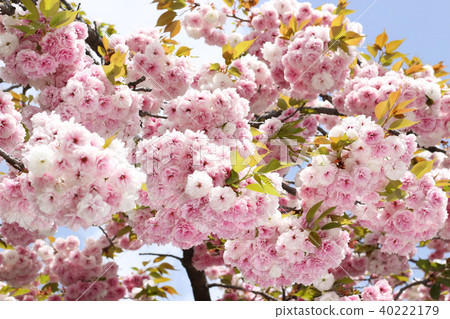 富根大象櫻桃5 40222179