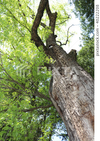 Quercus, young leaves and old trees in early summer 40222208