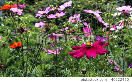 Everyday life on a perfect day 40222430