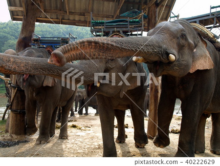 Rural lifestyle in Thailand 40222629