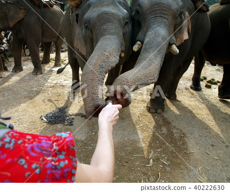 Rural lifestyle in Thailand 40222630