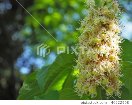 Flowers of Tinon 40222908