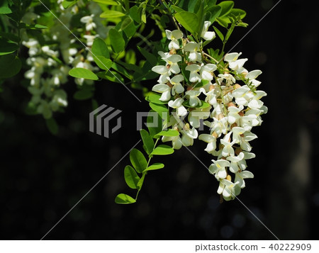 Harienju in full bloom Harienju in full bloom 40222909