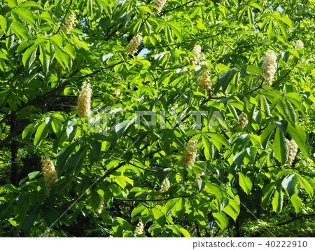 Flowers in full bloom 40222910