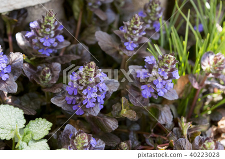 Short grass ajuga 40223028