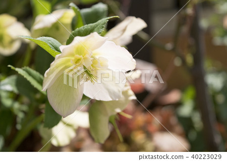 Christmas rose semi double 40223029