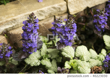 Short grass ajuga 40223030