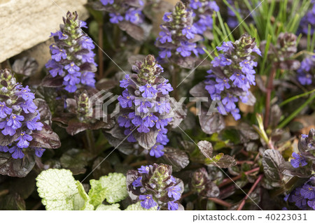 Short grass ajuga 40223031