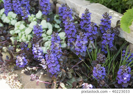 Short grass ajuga Short grass ajuga 40223033