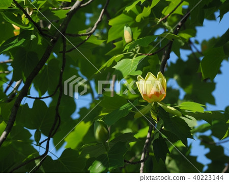 鬱金香花 鬱金香花 40223144
