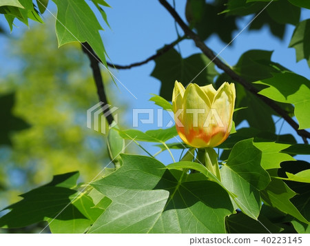 鬱金香花 40223145