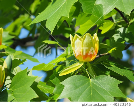 鬱金香花 鬱金香花 40223146