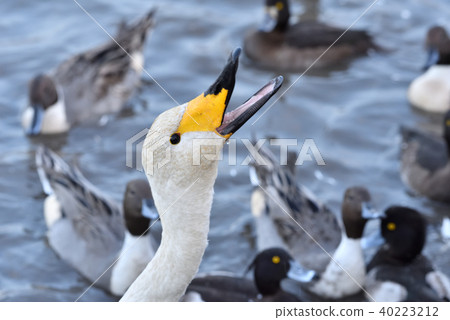 Swan's meal 40223212