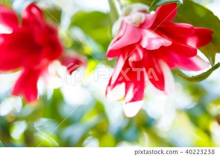 山茶花山茶花山茶花 40223238