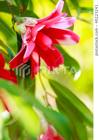 Camellia camellia camellia camellia Camellia camellia camellia camellia 40223241