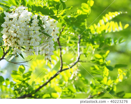 Harienju in full bloom Harienju in full bloom 40223276