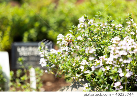 A bee gathering nectar A bee gathering nectar 40223744
