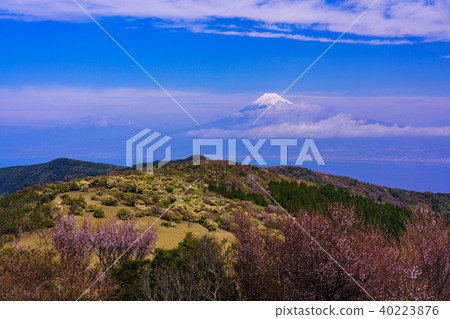 (Shizuoka Prefecture) Mt. Fuji seen from Mt. 40223876