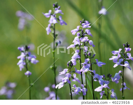 Matsubounran in full bloom 40223916