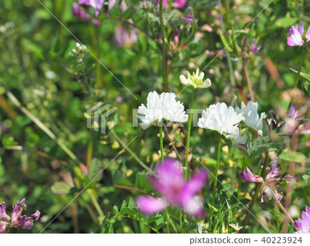 Unusual white flowers Unusual white flowers 40223924