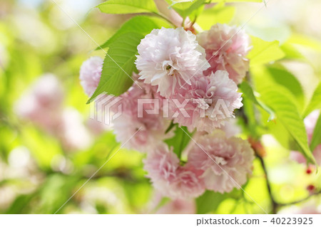 Cherry blossoms 2 Cherry blossoms 2 40223925