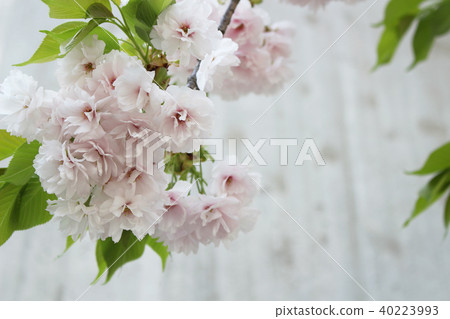 White double cherry blossoms 1 40223993