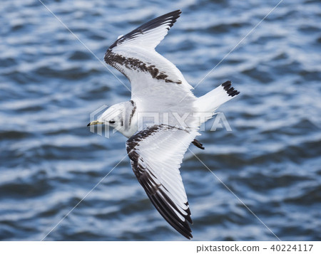 Little-eared gull 40224117