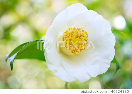茶花/土uge 茶花/土uge 40224580